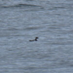 Common Diving Petrel (image by Mark Pearman)