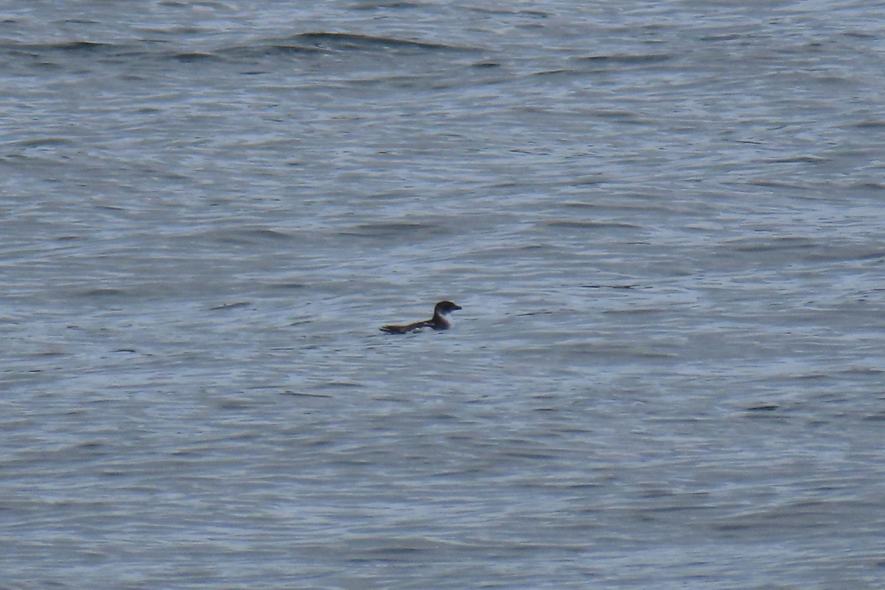 Common Diving Petrel (image by Mark Pearman)