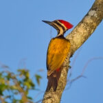 Common Flameback (image by Andre Ambrose D'Penha)