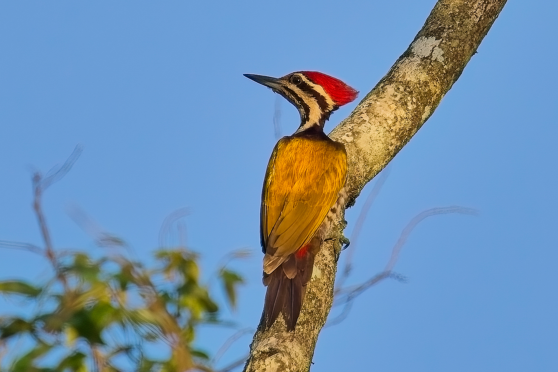 Common Flameback (image by Andre Ambrose D'Penha)