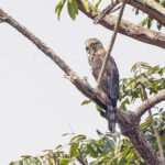 Congo Serpent Eagle (image by Pete Morris)