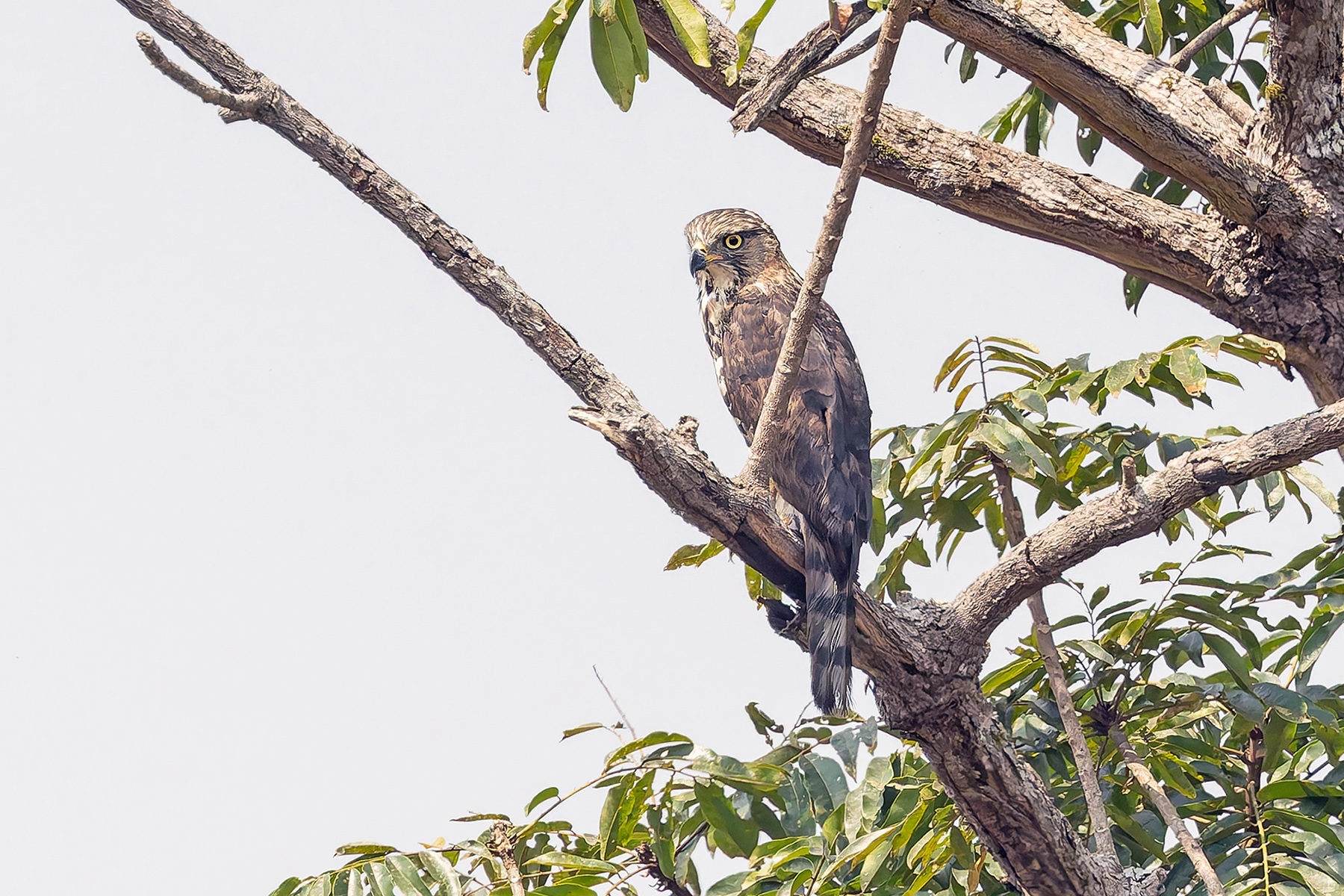 Congo Serpent Eagle (image by Pete Morris)