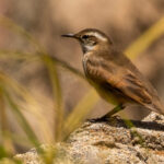 Cordoba Cinclodes (image by Petros Triantafyllis)