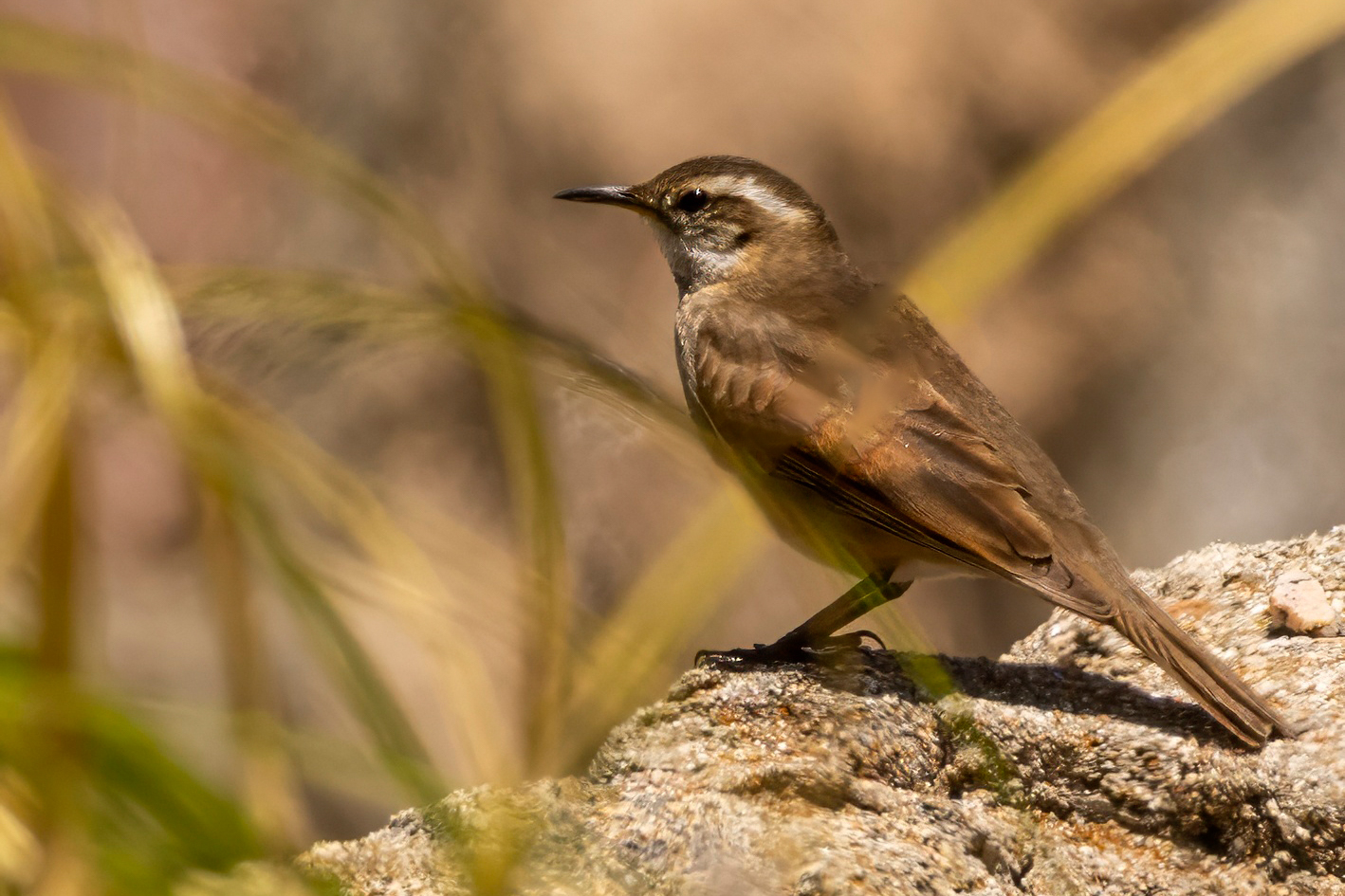 Cordoba Cinclodes (image by Petros Triantafyllis)