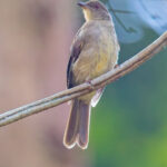 Cream-vented Bulbul (image by Andre Ambrose D'Penha)