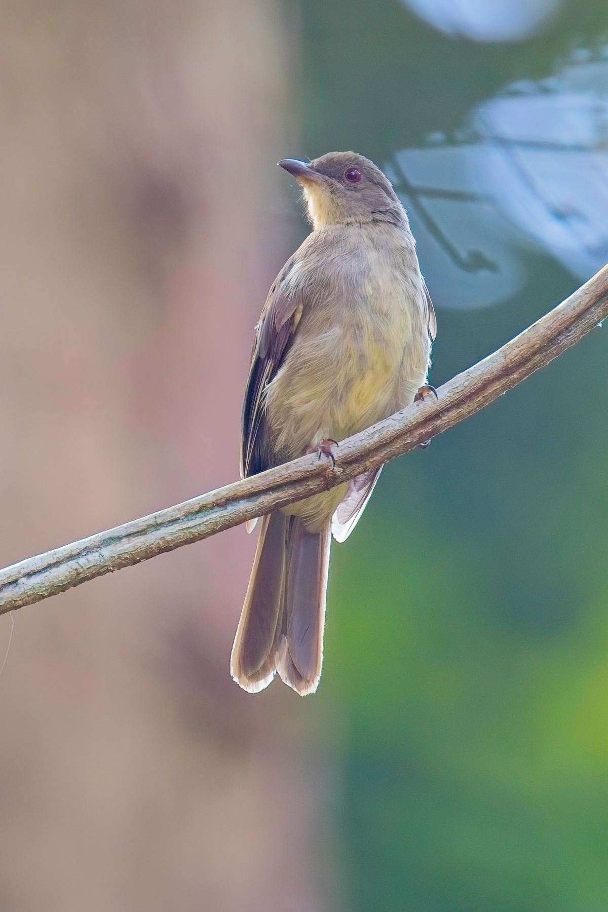 Cream-vented Bulbul (image by Andre Ambrose D'Penha)