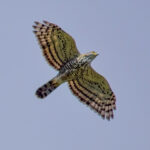 Crested Goshawk (image by Andre Ambrose D'Penha)