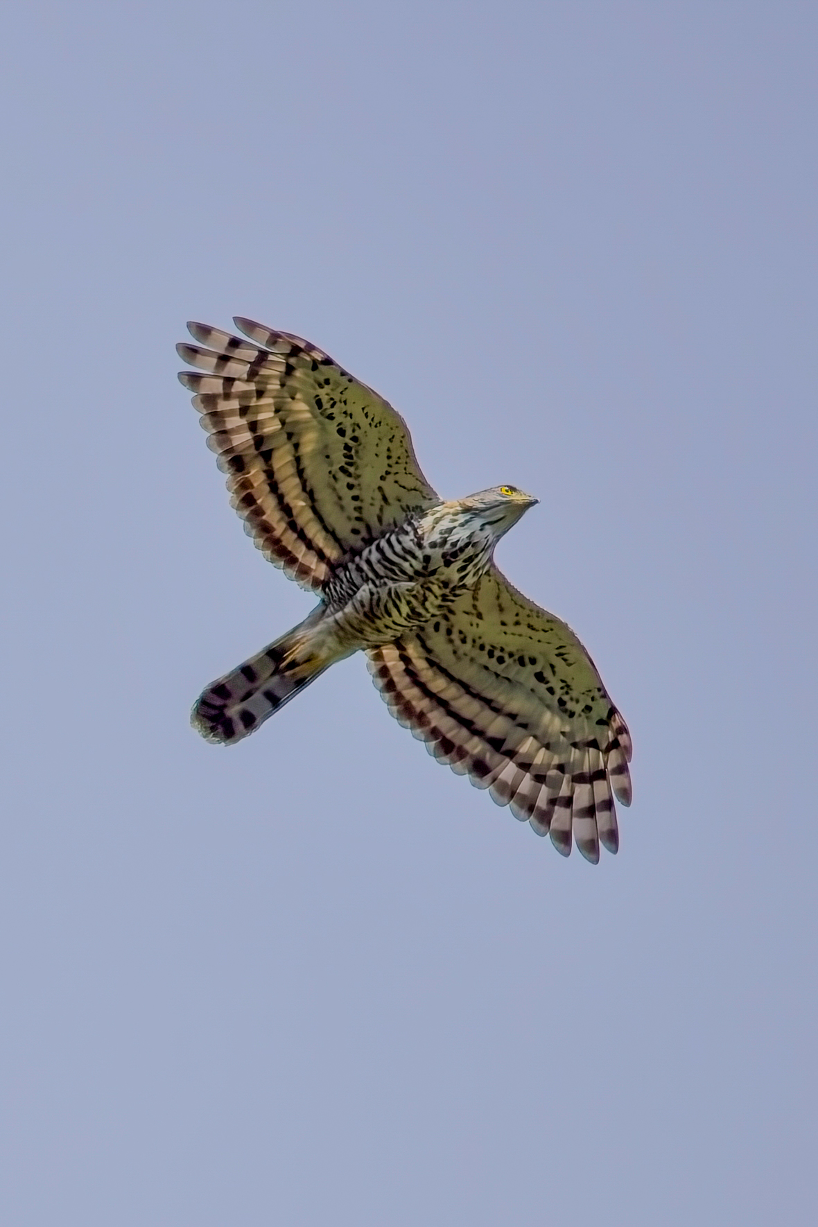 Crested Goshawk (image by Andre Ambrose D'Penha)