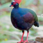 Crested Partridge (image by Andre Ambrose D'Penha)