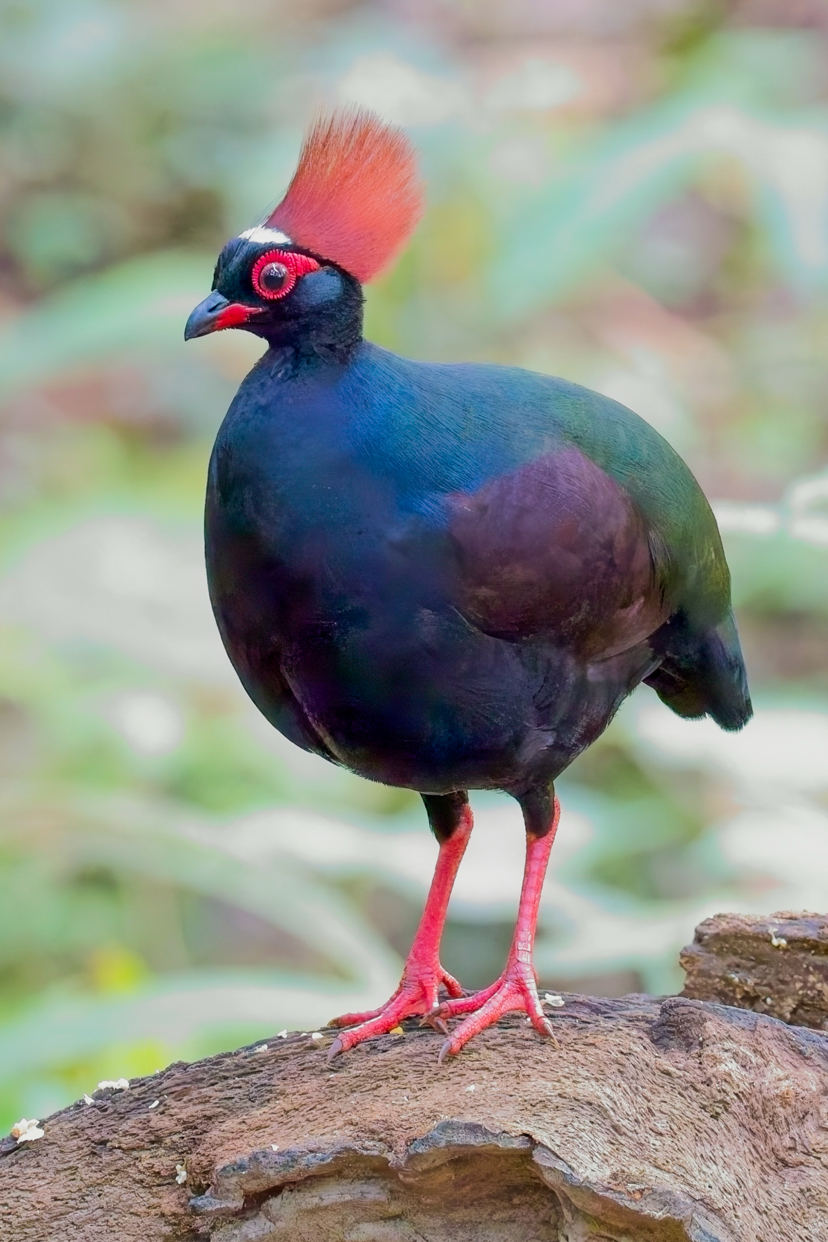 Crested Partridge (image by Andre Ambrose D'Penha)