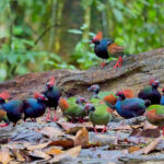 Crested Partridges (image by Andre Ambrose D'Penha)
