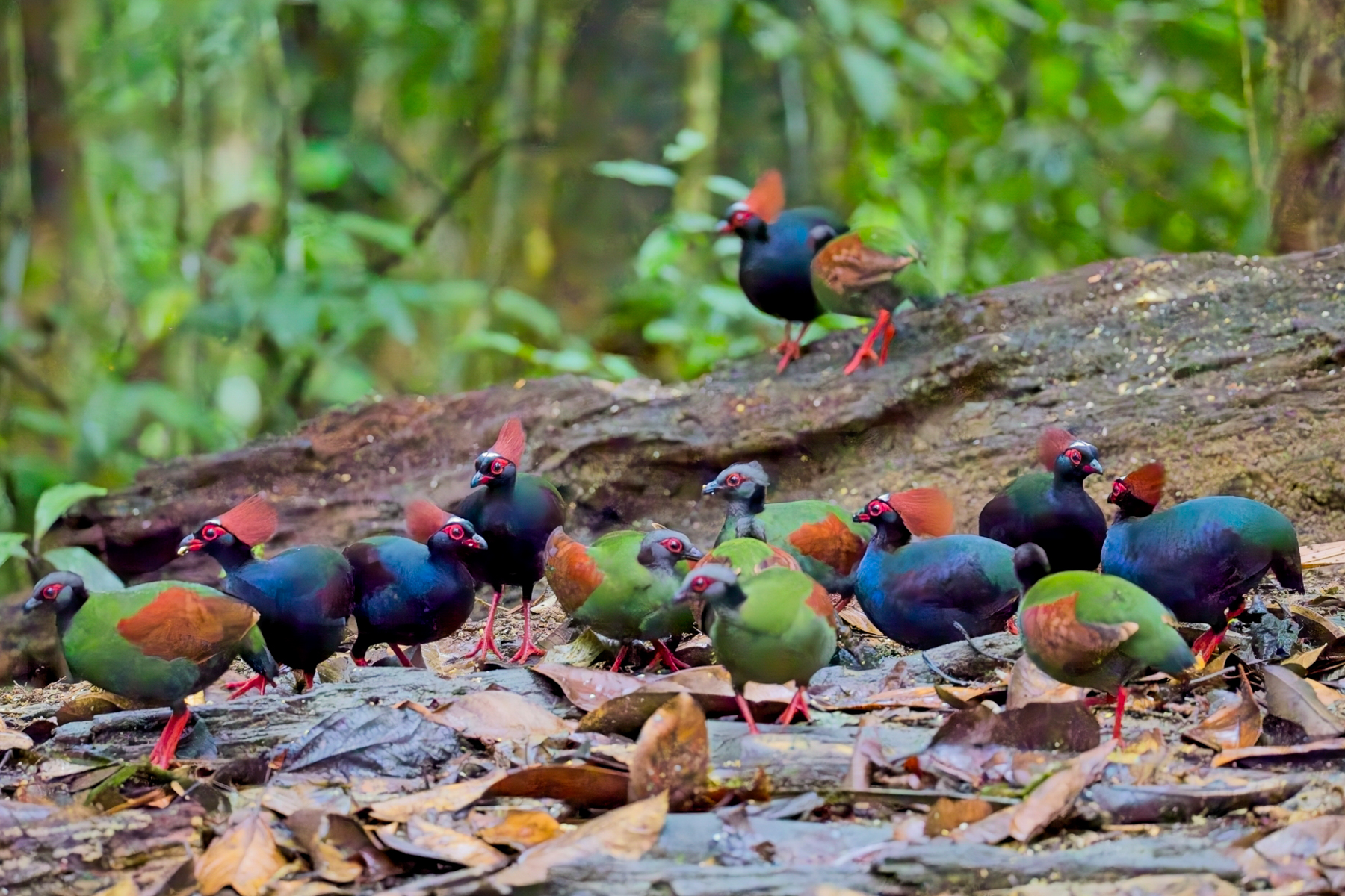Crested Partridges (image by Andre Ambrose D'Penha)
