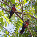 Crimson-bellied Parakeets (image by Leo Garrigues)
