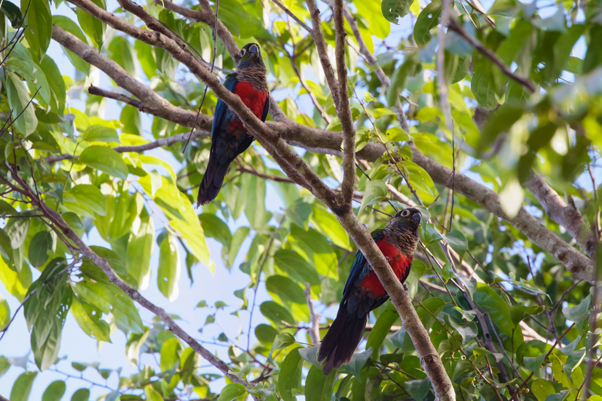 Crimson-bellied Parakeets (image by Leo Garrigues)
