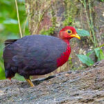 Crimson-headed Partridge (image by Andre Ambrose D'Penha)