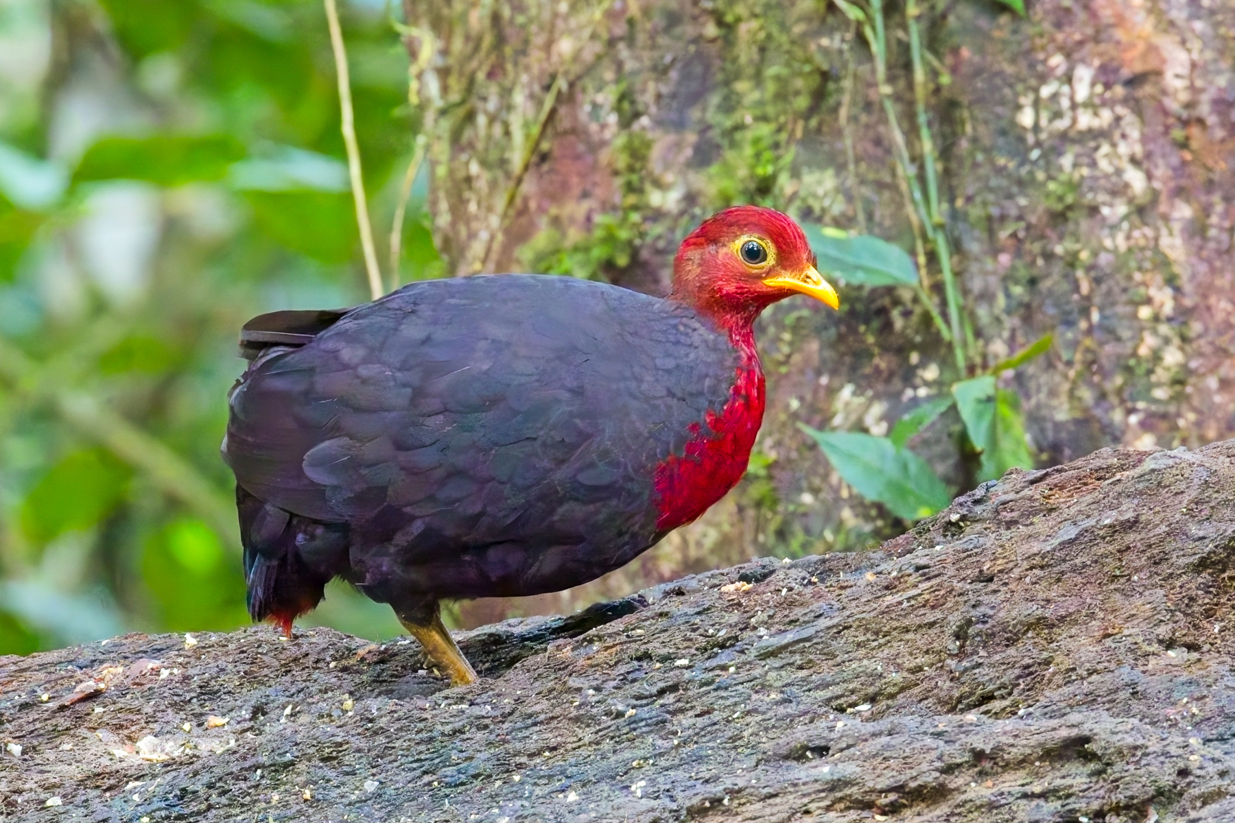 Crimson-headed Partridge (image by Andre Ambrose D'Penha)