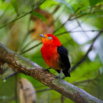Crimson-hooded Manakin (image by Leo Garrigues)