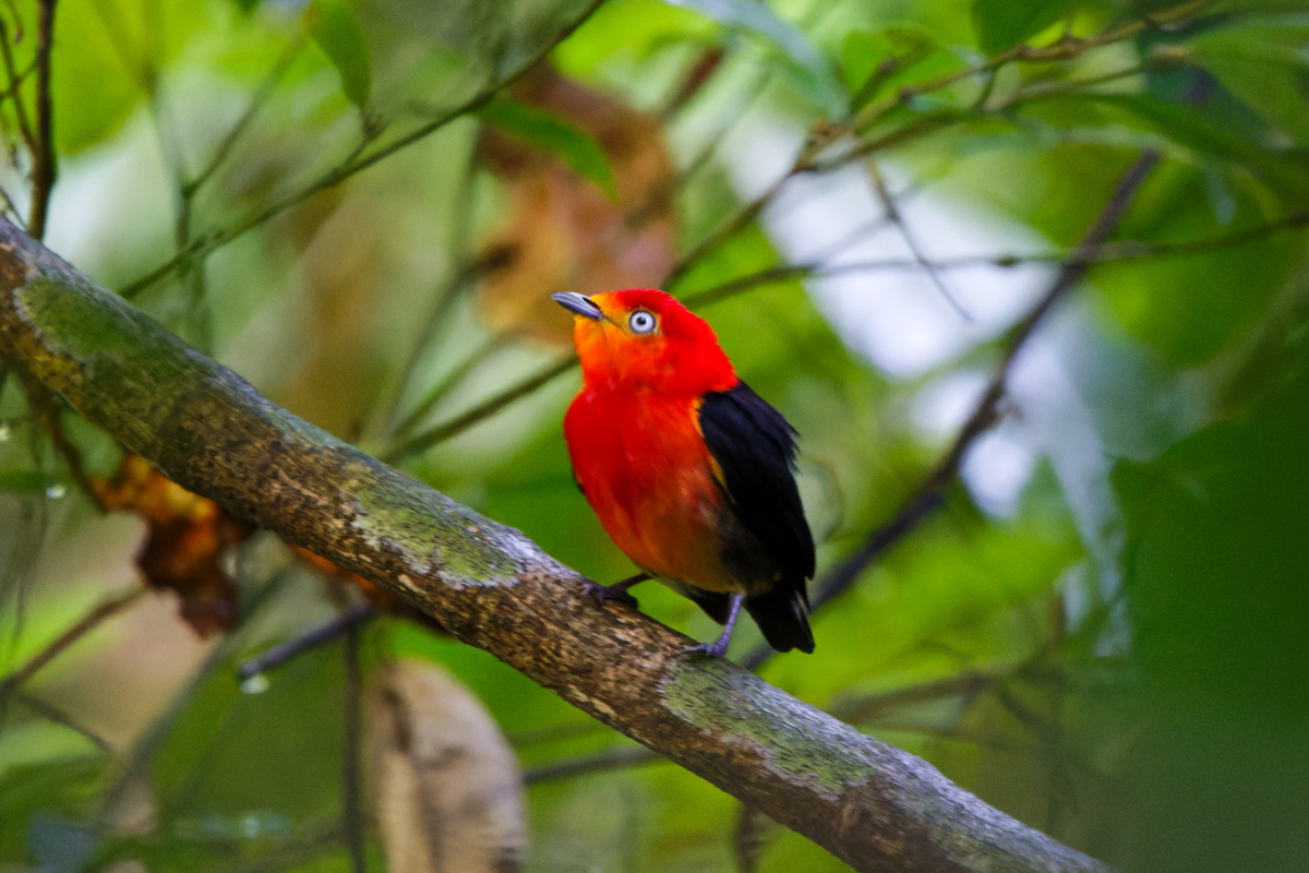 Crimson-hooded Manakin (image by Leo Garrigues)