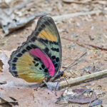 Crocker's Forester (image by Pete Morris)