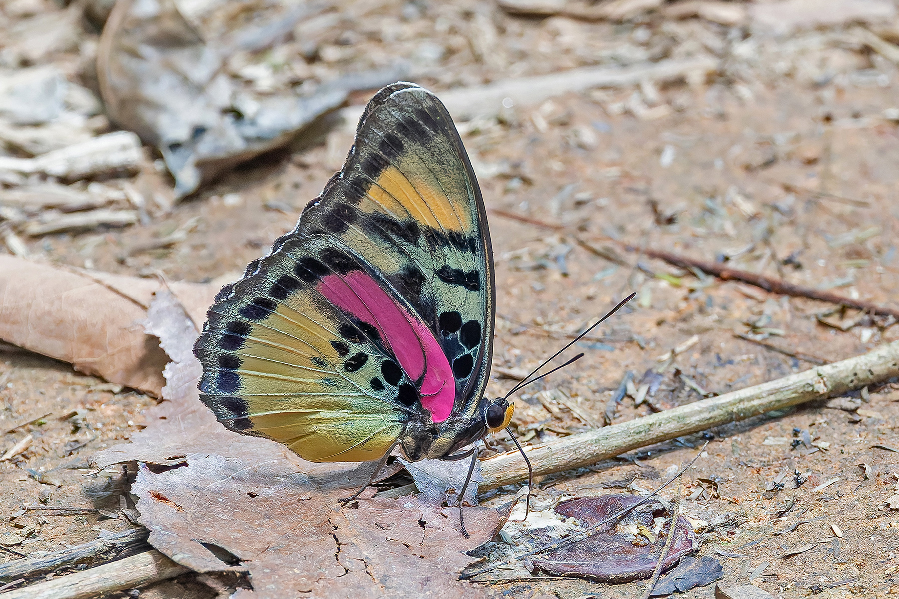 Crocker's Forester (image by Pete Morris)