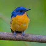 Dayak Blue Flycatcher (image by Andre Ambrose D'Penha)