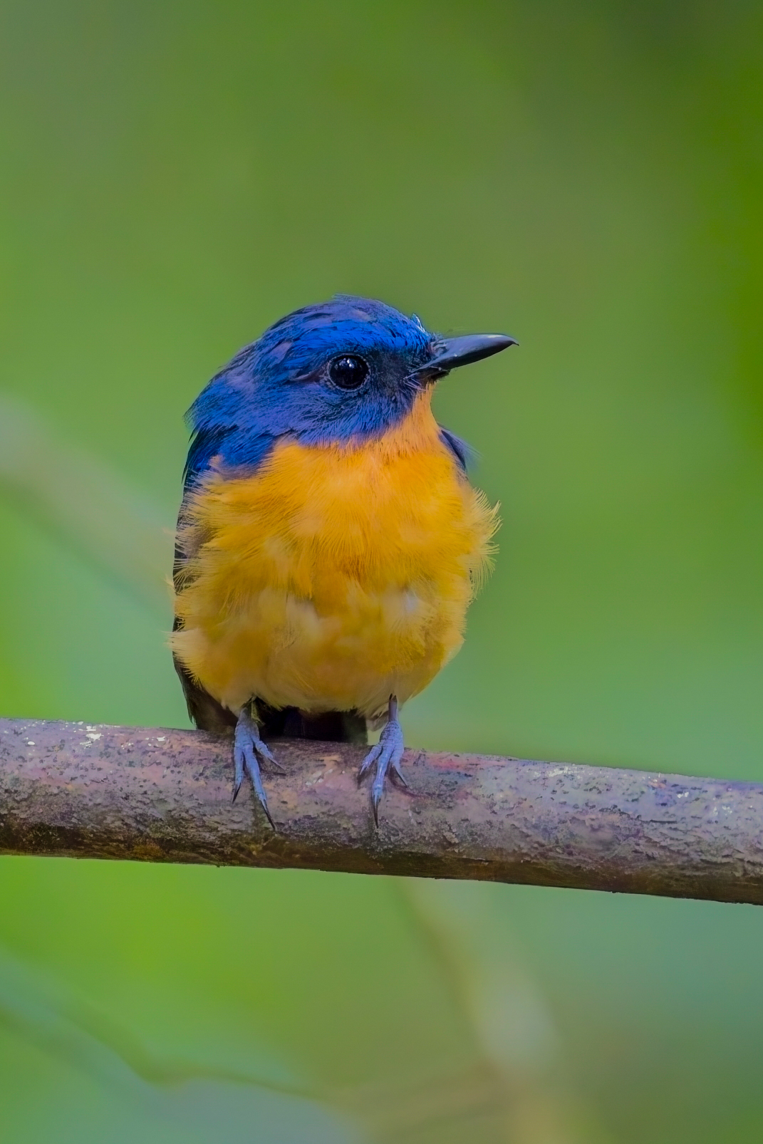 Dayak Blue Flycatcher (image by Andre Ambrose D'Penha)
