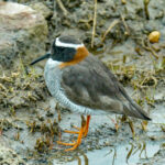 Diademed Sandpiper-Plover (image by Mark Pearman)