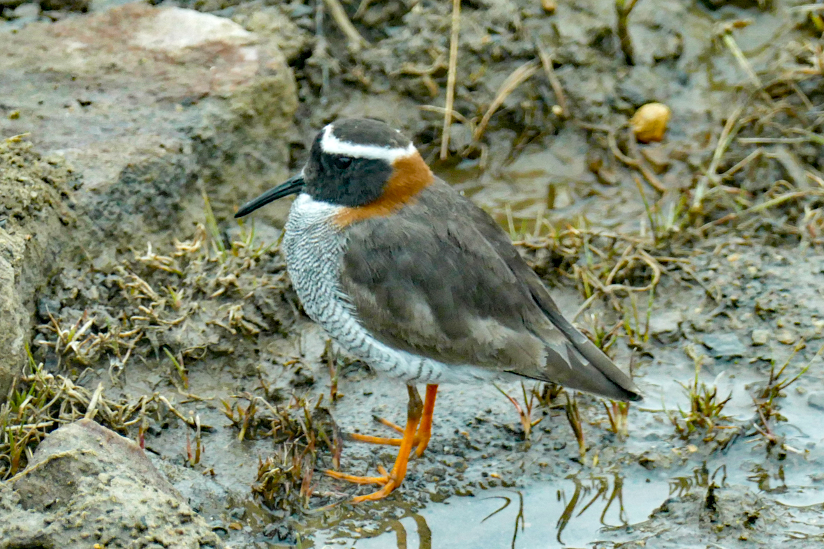 Diademed Sandpiper-Plover (image by Mark Pearman)