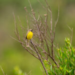 Dinelli's Doradito (image by Paul McLelland)