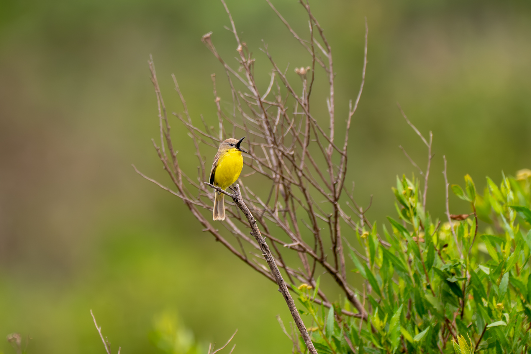 Dinelli's Doradito (image by Paul McLelland)