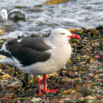 Dolphin Gull (image by Loukia Triantafyllis)