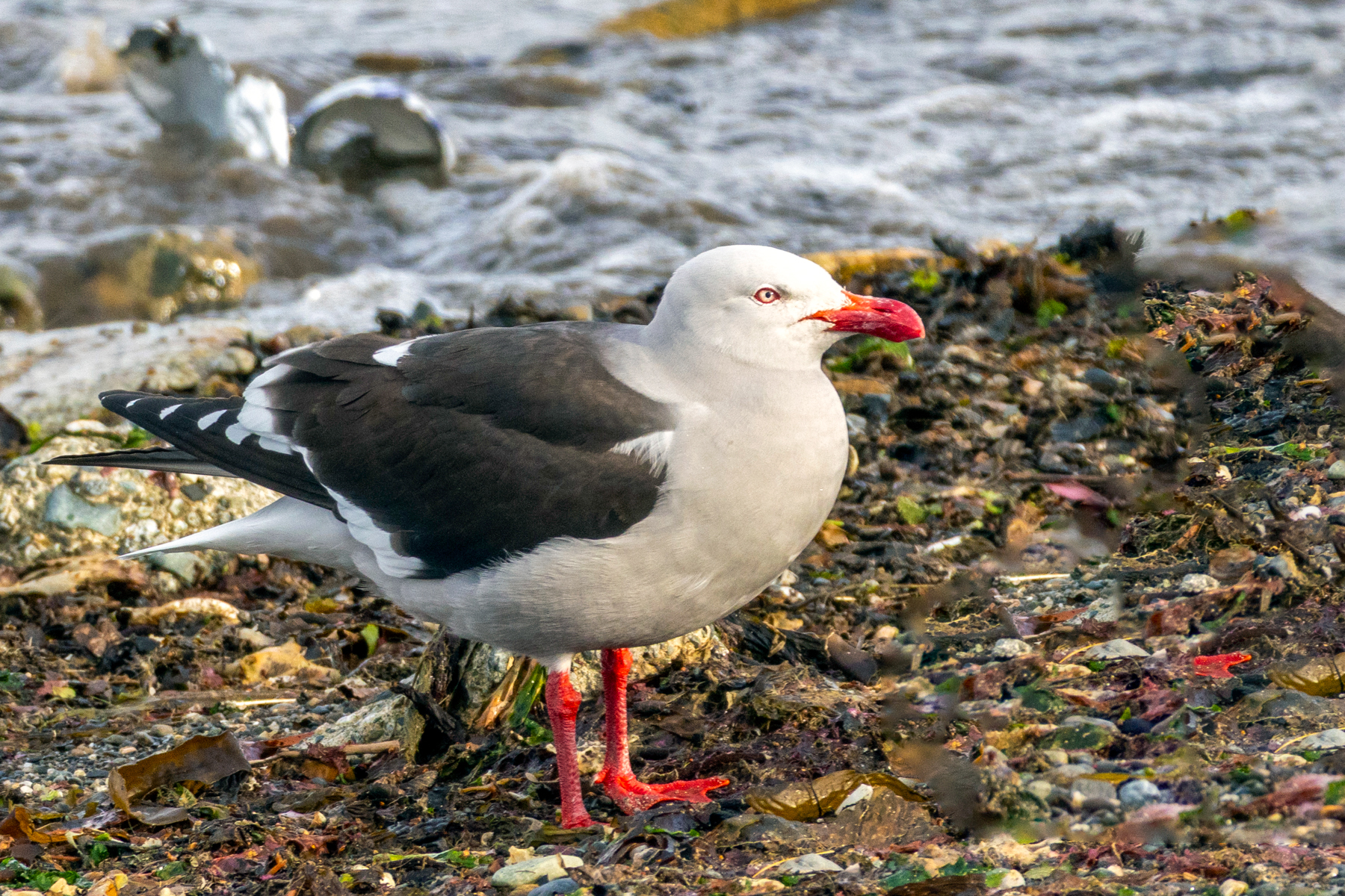Dolphin Gull (image by Loukia Triantafyllis)