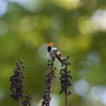 Dot-eared Coquette (image by Leo Garrigues)