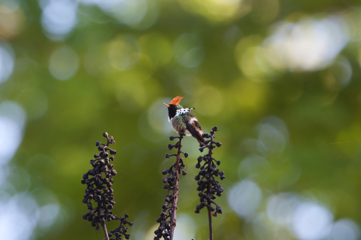 Dot-eared Coquette (image by Leo Garrigues)