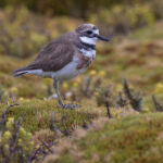 Double-banded Plover (image by Nik Borrow)