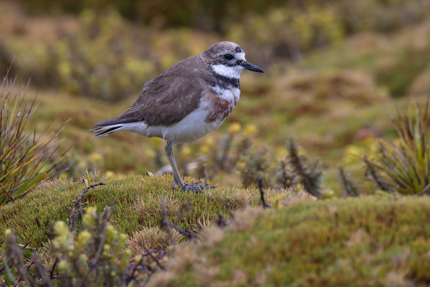 Double-banded Plover (image by Nik Borrow)