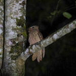 Dulit Frogmouth (image by Yeo Siew Teck)