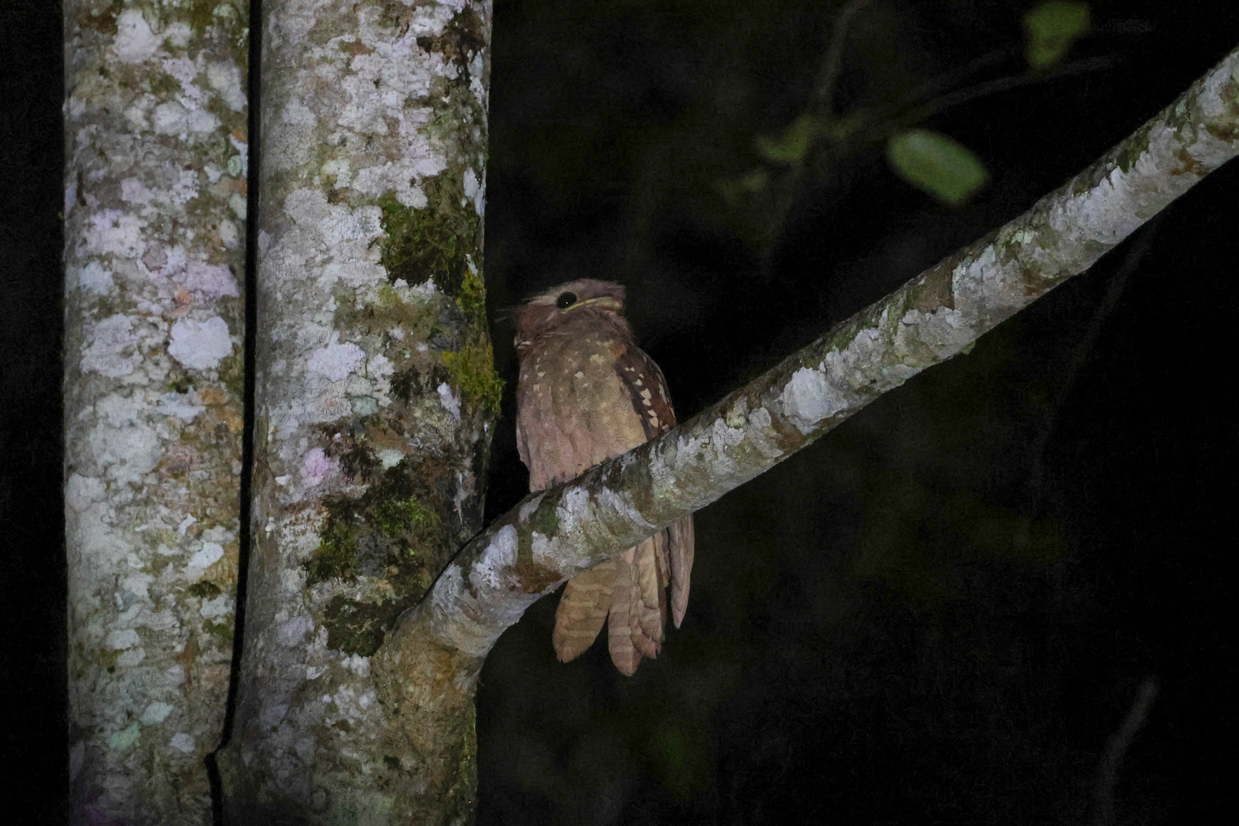 Dulit Frogmouth (image by Yeo Siew Teck)