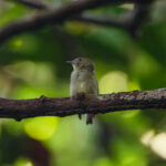 Dwarf Tyrant Manakin (image by Leo Garrigues)