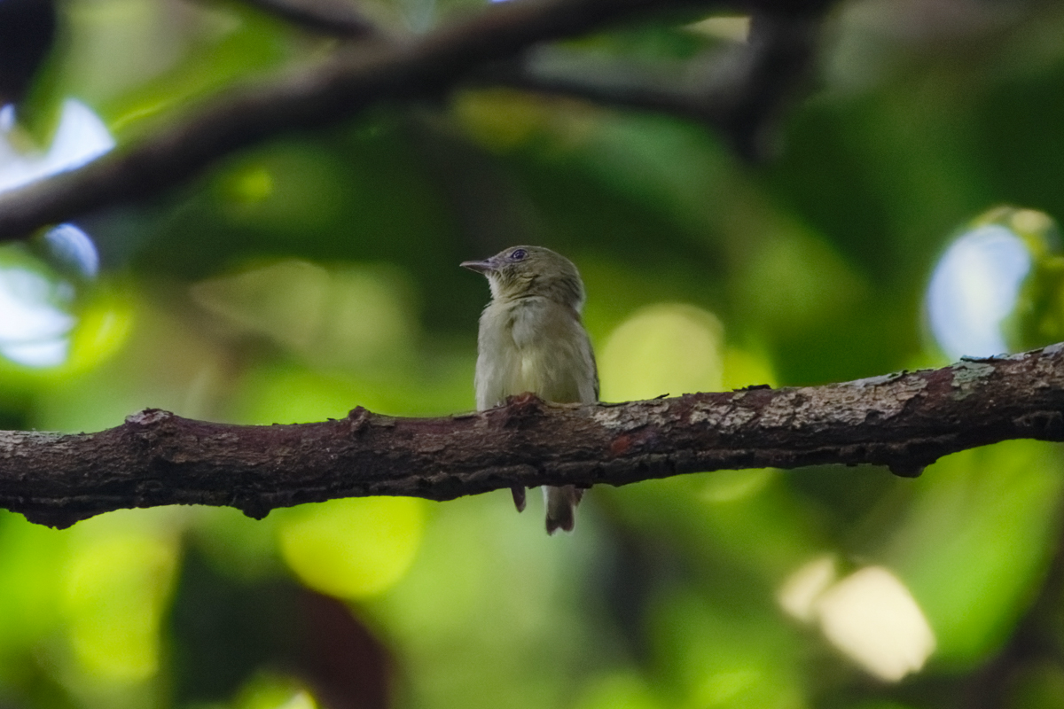 Dwarf Tyrant Manakin (image by Leo Garrigues)