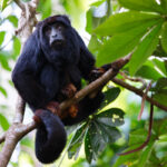 Eastern Red-handed Howler (image by Leo Garrigues)