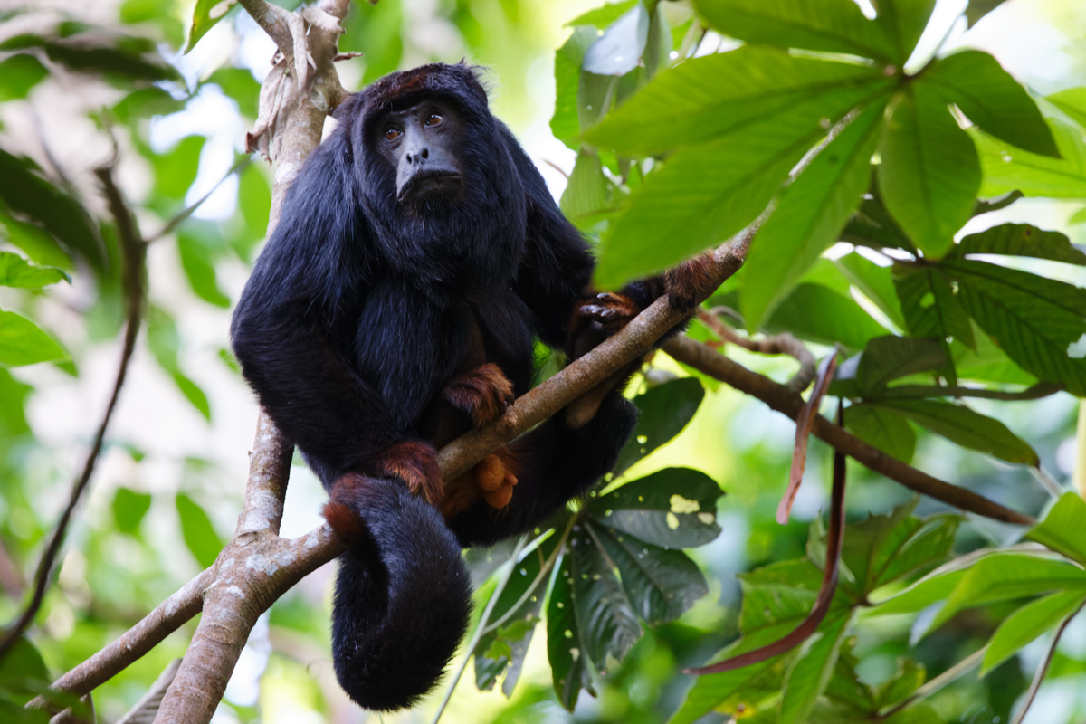 Eastern Red-handed Howler (image by Leo Garrigues)