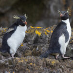 Eastern Rockhopper Penguins (image by Nik Borrow)