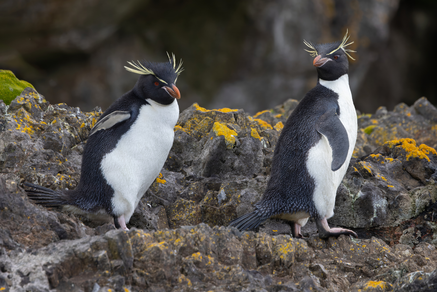 Eastern Rockhopper Penguins (image by Nik Borrow)