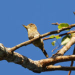 Eastern Striolated Puffbird (image by Leo Garrigues)