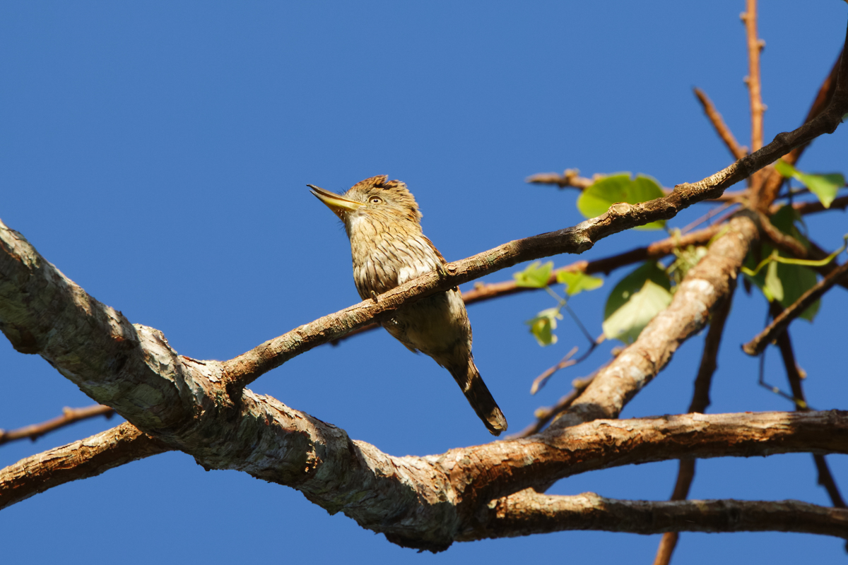 Eastern Striolated Puffbird (image by Leo Garrigues)