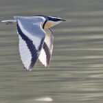 Egyptian Plover (image by Pete Morris)