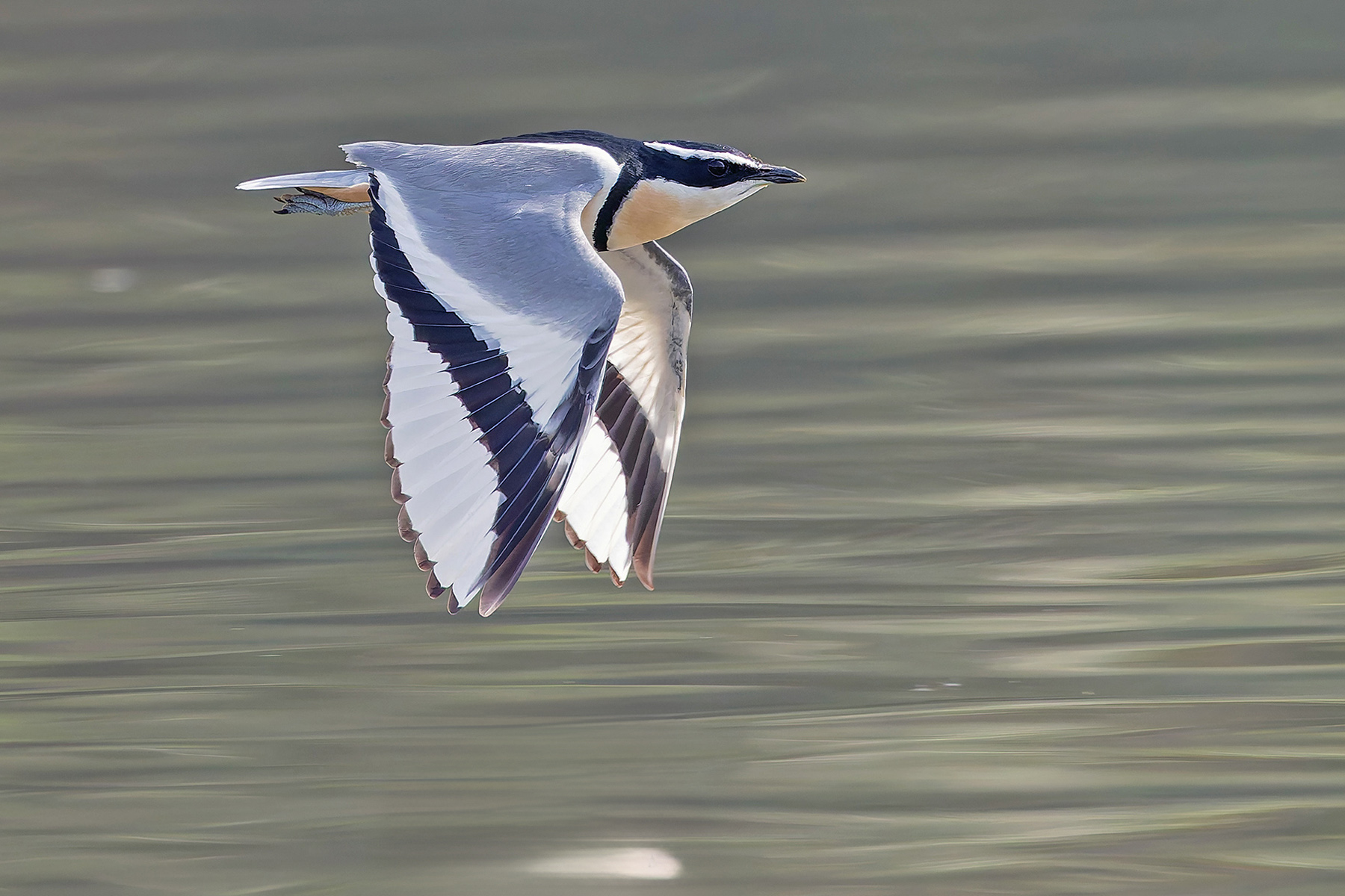 Egyptian Plover (image by Pete Morris)