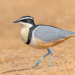 Egyptian Plover (image by Pete Morris)