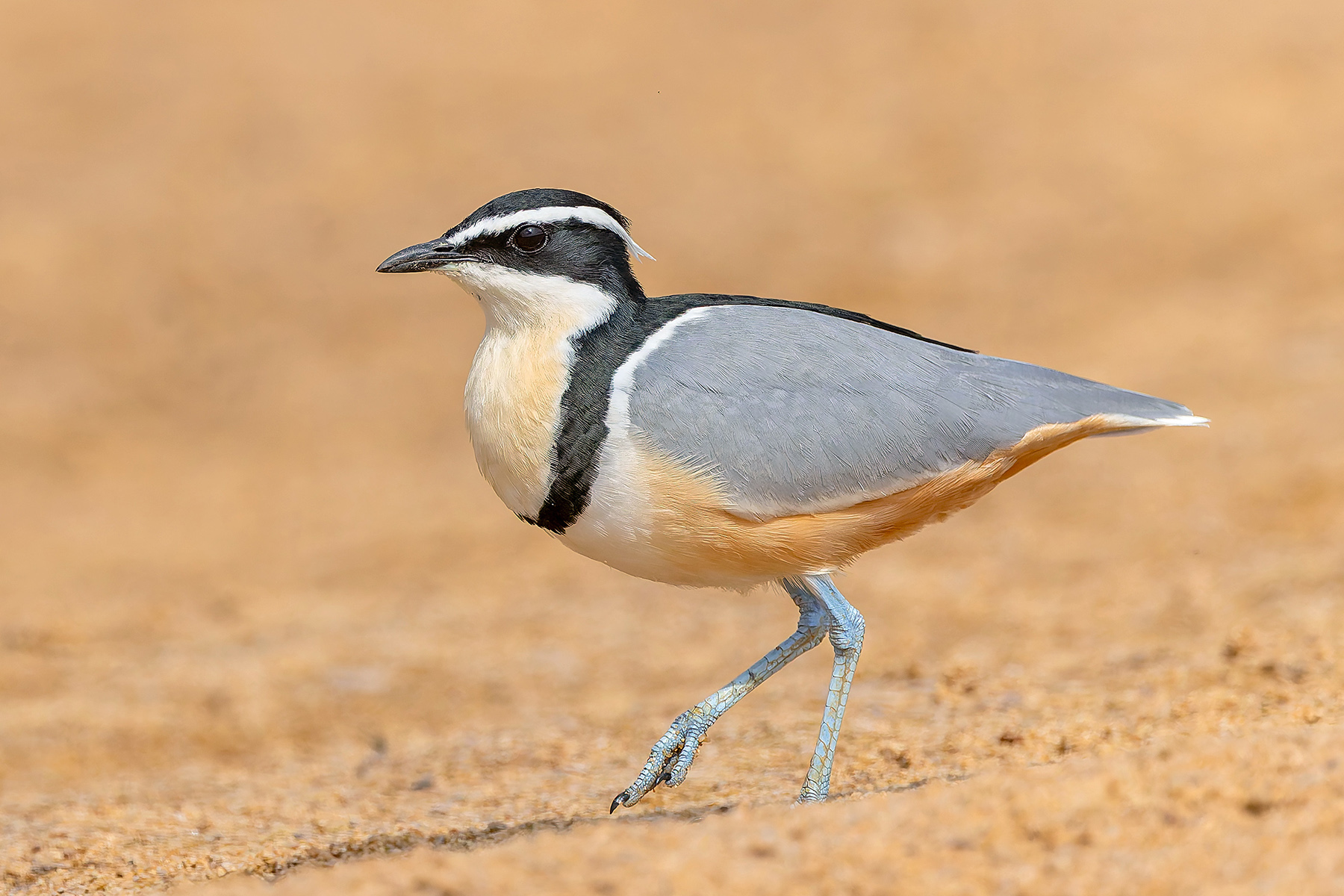 Egyptian Plover (image by Pete Morris)